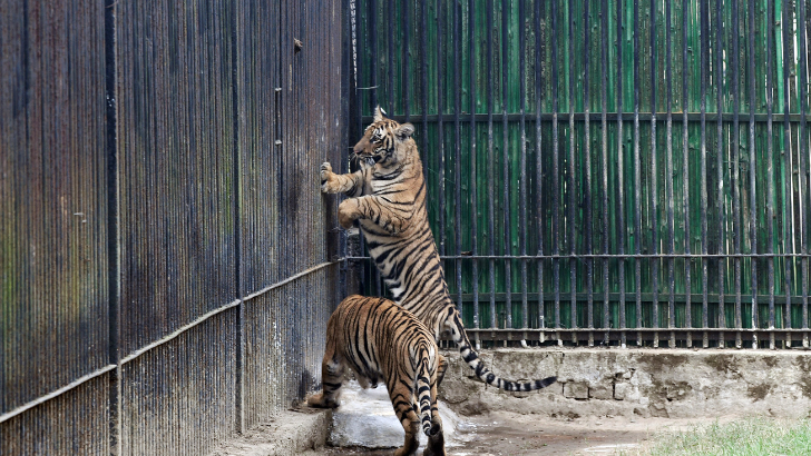 https://www.salarnews.in/public/uploads/images/newsimages/maannewsimage03052025_160325_kazi Zoo.png